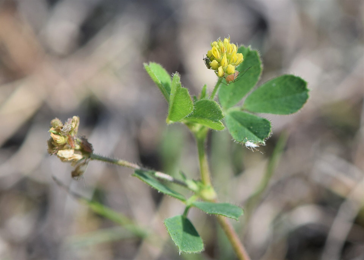 Sneglebælg (Medicago lupulina) i blomst. Foto: Krzysztof Ziarnek, Kenraiz, CC BY-SA 4.0