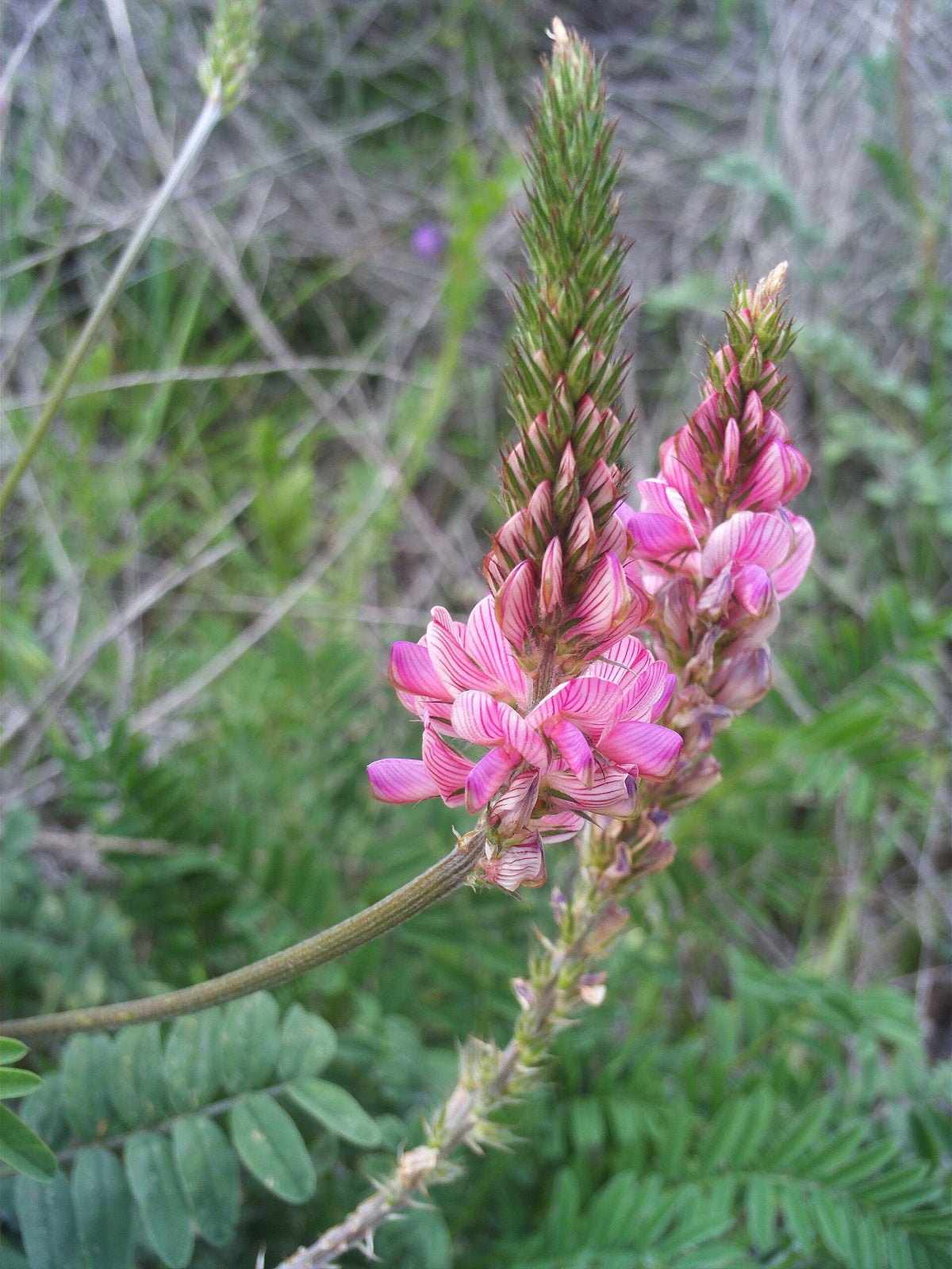 Esparsette (Onobrychis viciifolia) i blomst. Foto: javier martin, Public domain