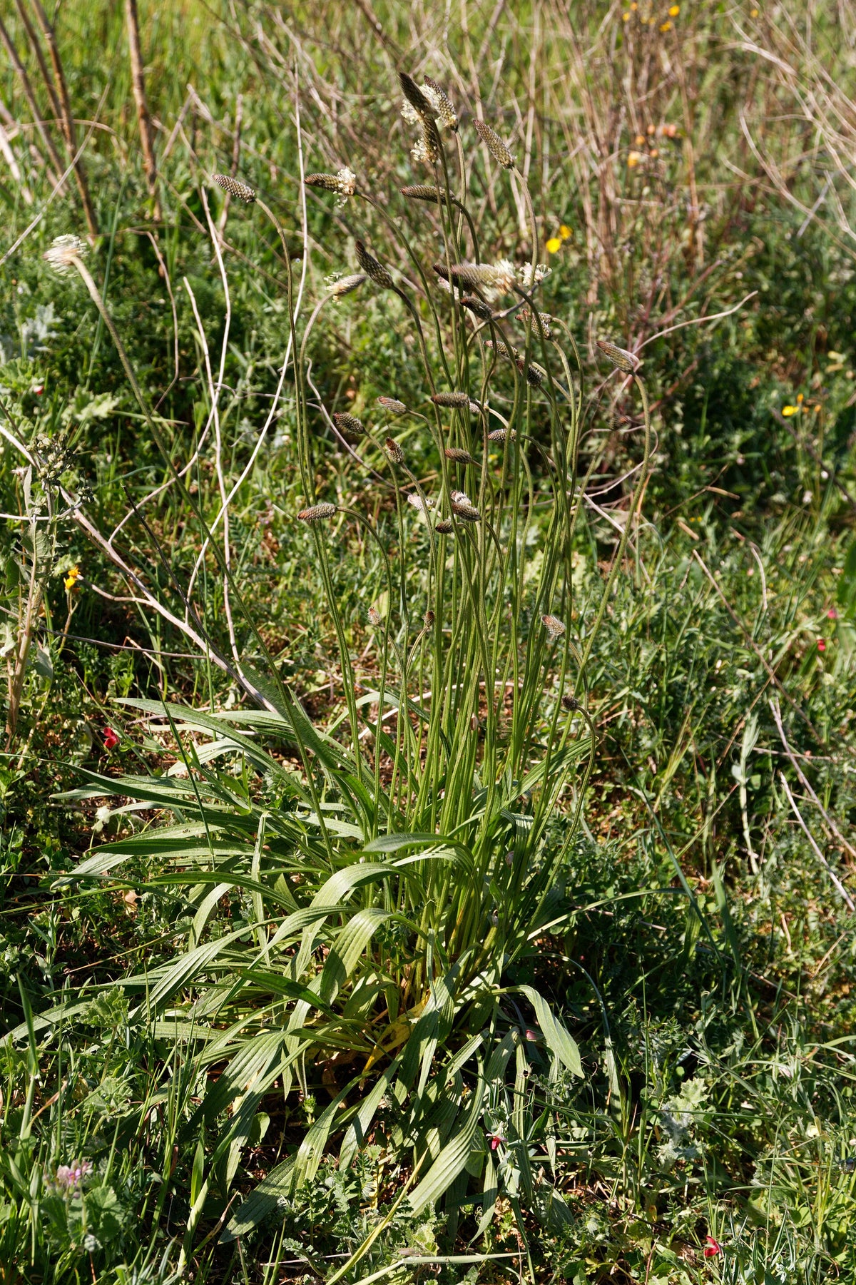 Lancet vejbred (Plantago lanceolata) i blomst. Foto: Daniel VILLAFRUELA., CC BY-SA 4.0