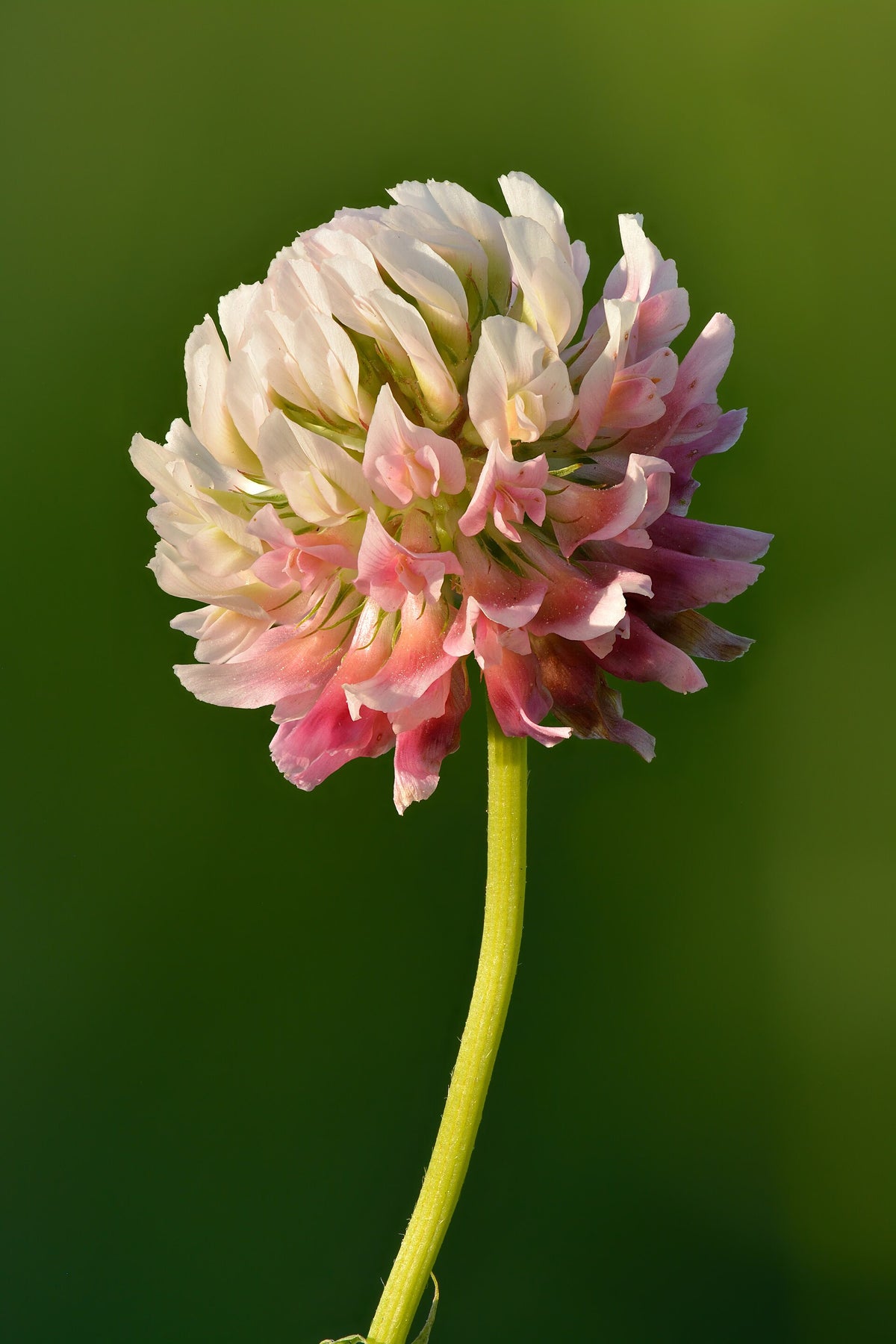 Alsikekløver (Trifolium hybridum) i blomst. Foto: Ivar Leidus, CC BY-SA 4.0