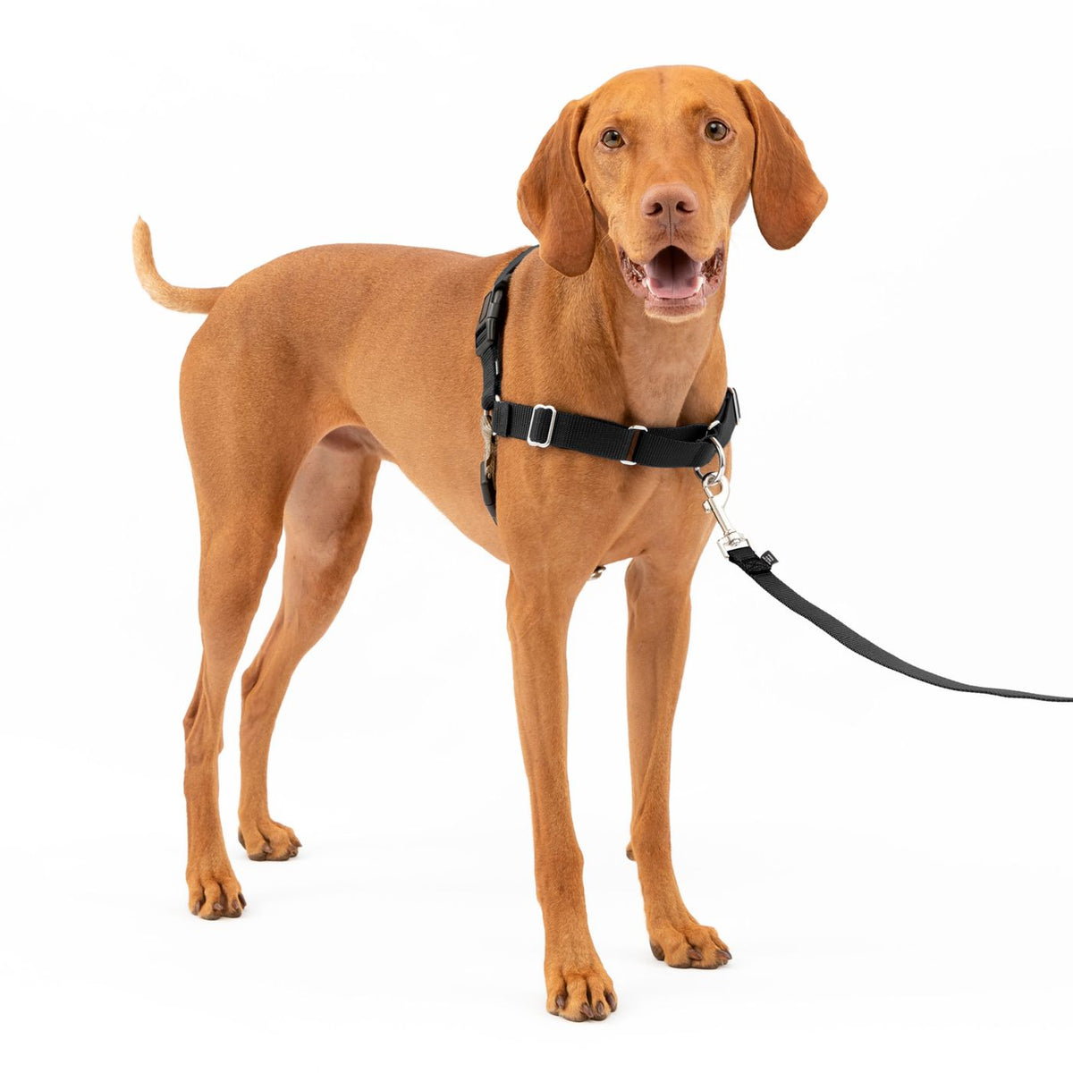 Easy Walk Harness, sort - PROF DOG Medium