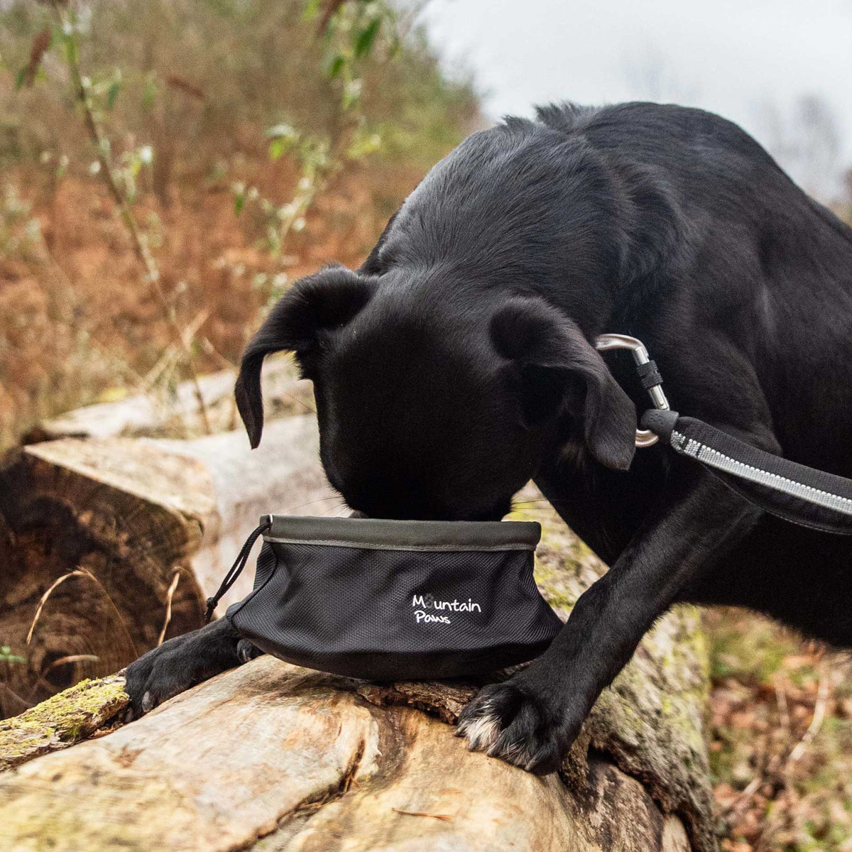Collapsible Dog Food Bowl, Black - Mountain Paws