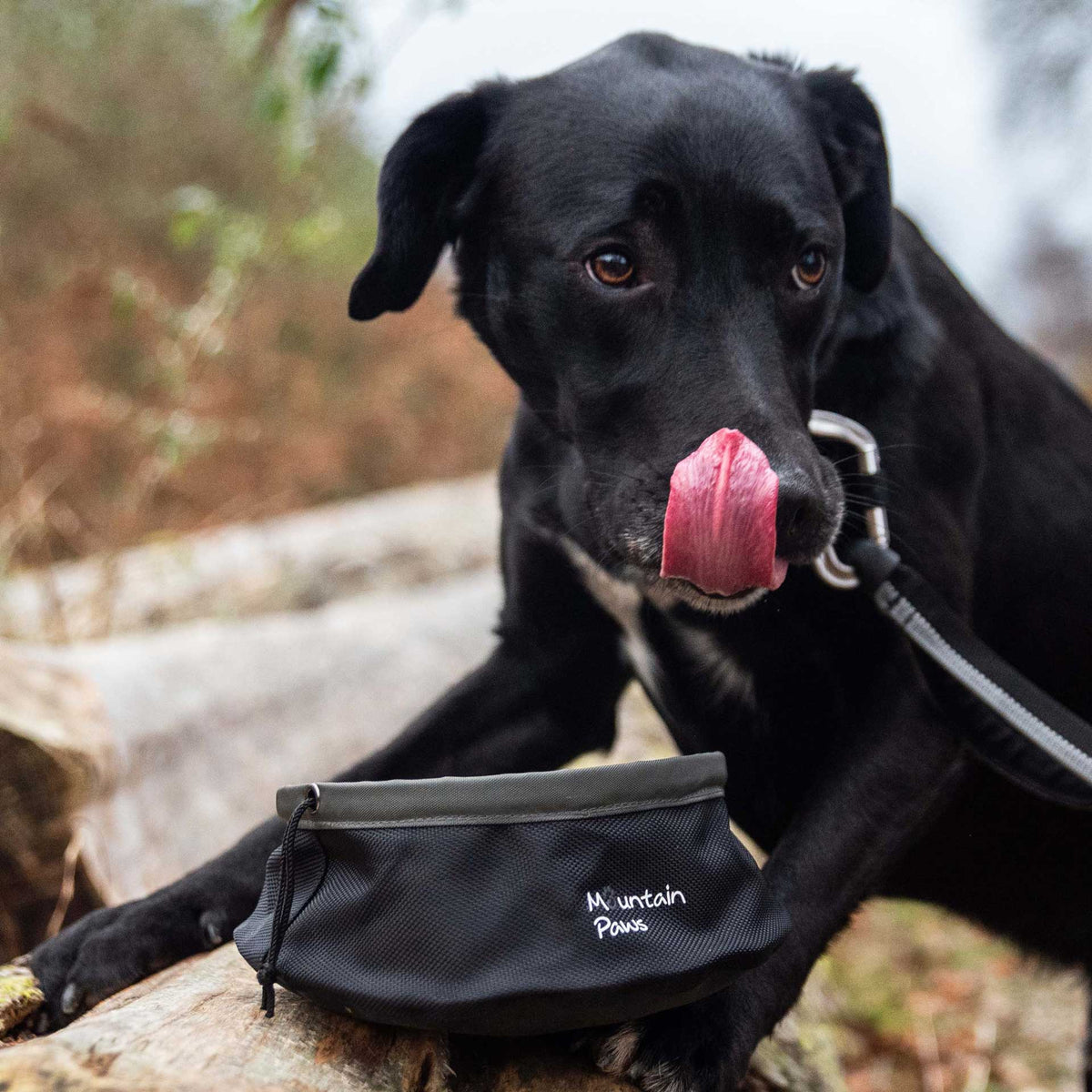 Collapsible Dog Food Bowl, Black - Mountain Paws