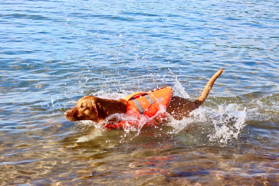 Life Jacket XXL