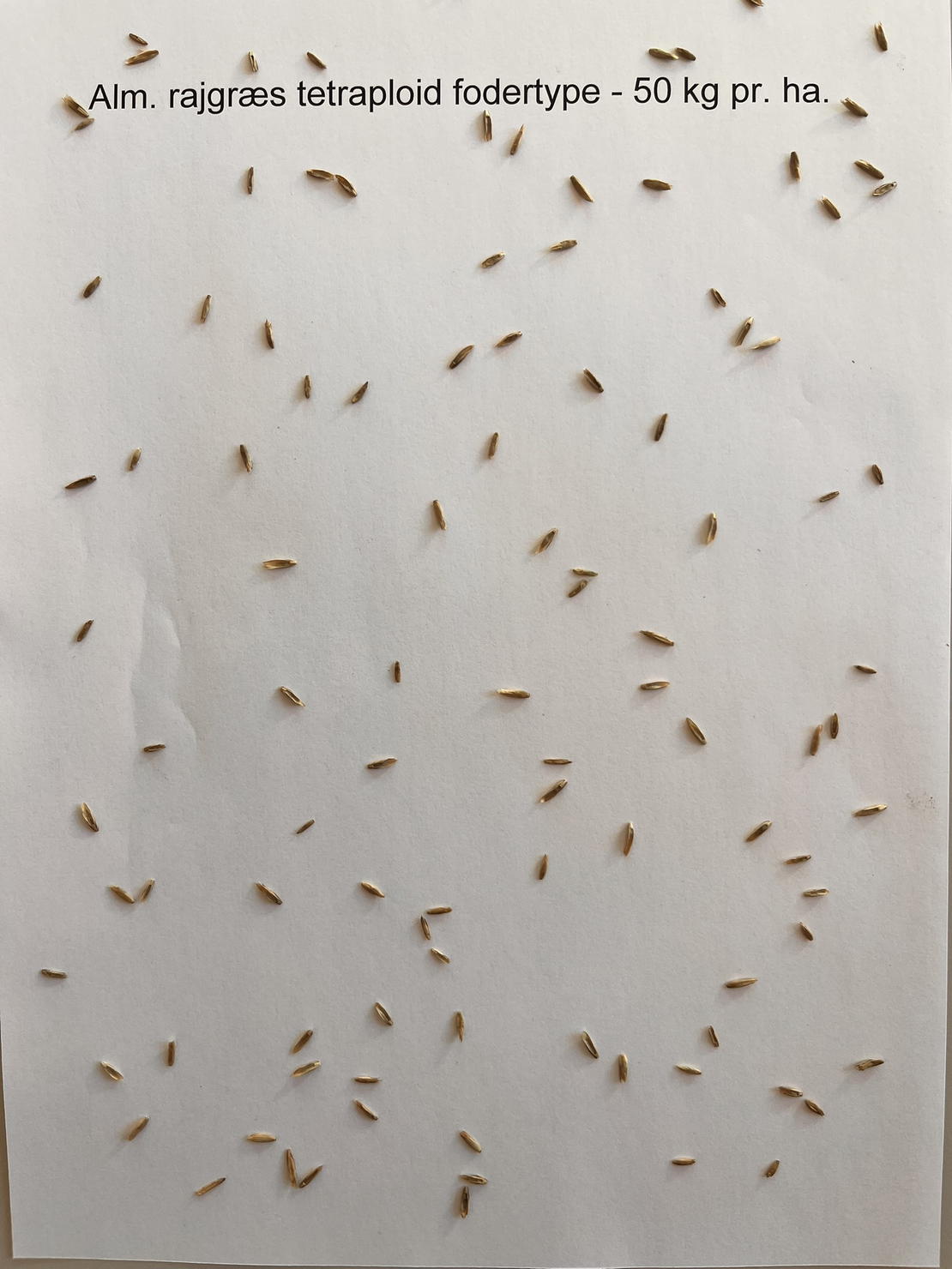 Ital. rajgræs Dolomit, tetraploid, 10 kg 2