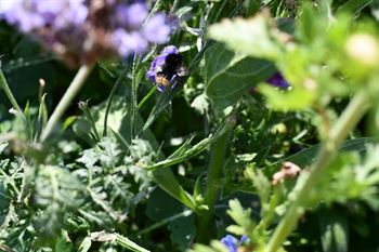 Natur Blomster-blanding 0,25 kg Æske