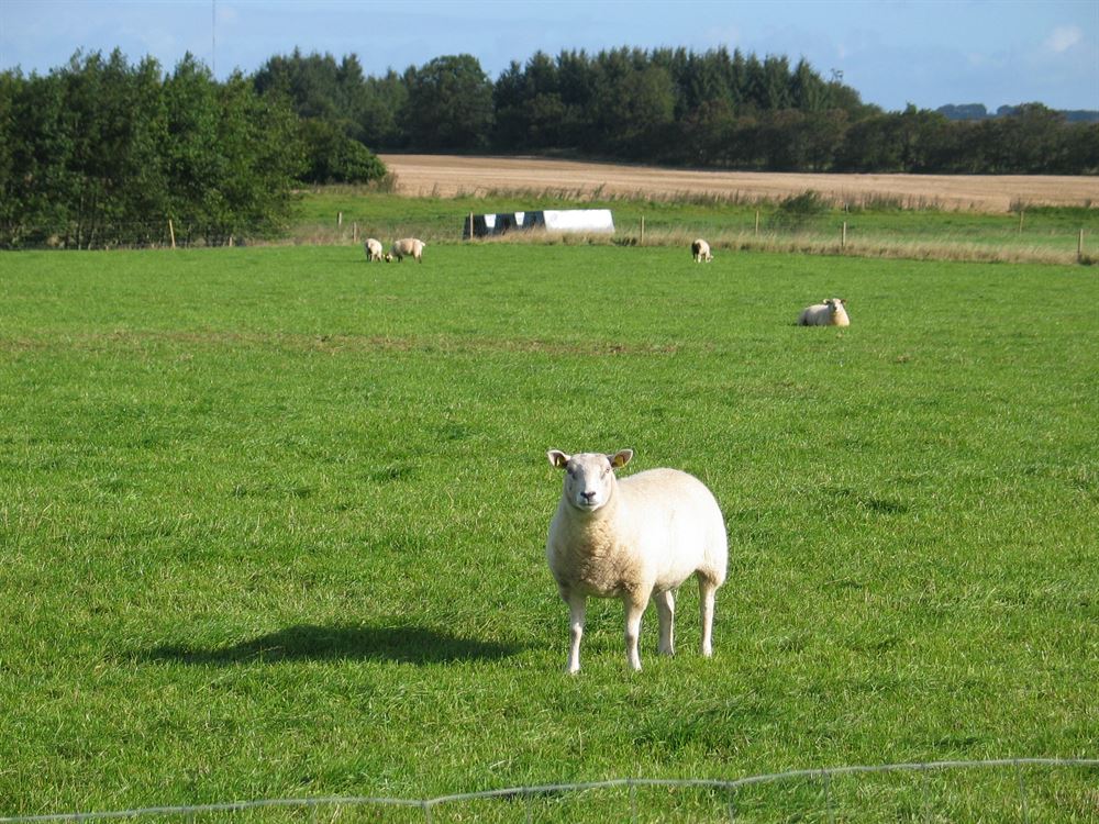 Frøblanding Nr. 52 Får, sildig, 10 kg 1