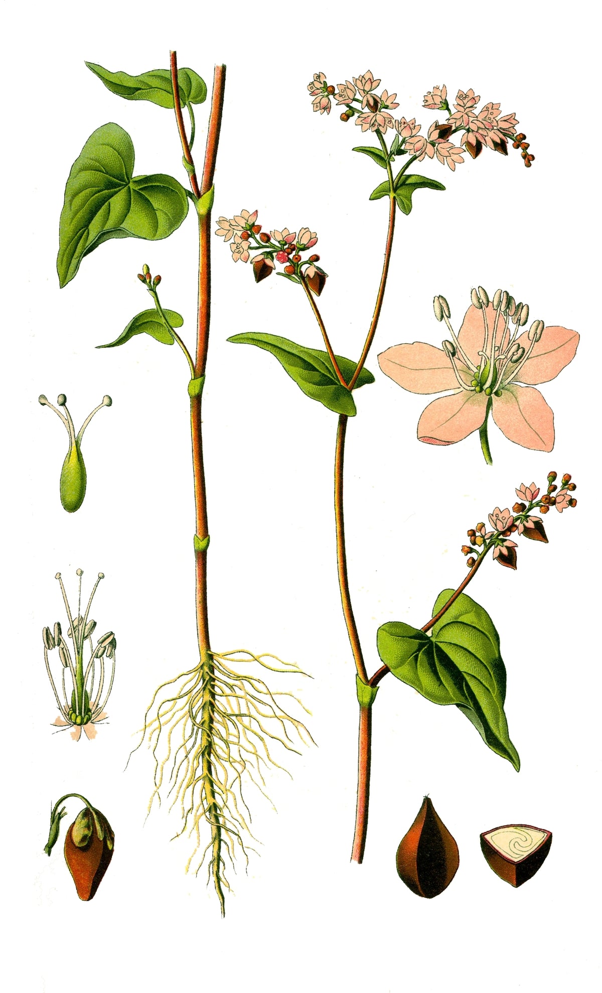 Boghvede (Fagopyrum esculentum) i blomst. Foto: Original book source: Prof. Dr. Otto Wilhelm Thomé Flora von Deutschland, Österreich und der Schweiz 1885, Gera, Germany, Public domain