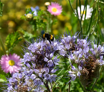 Natur Blomster-blanding 0,25 kg Æske