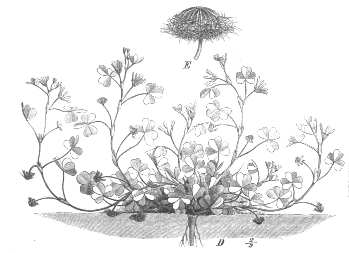 Jordkløver (Trifolium subterraneum) i blomst. Foto: Paul Taubert, Public domain