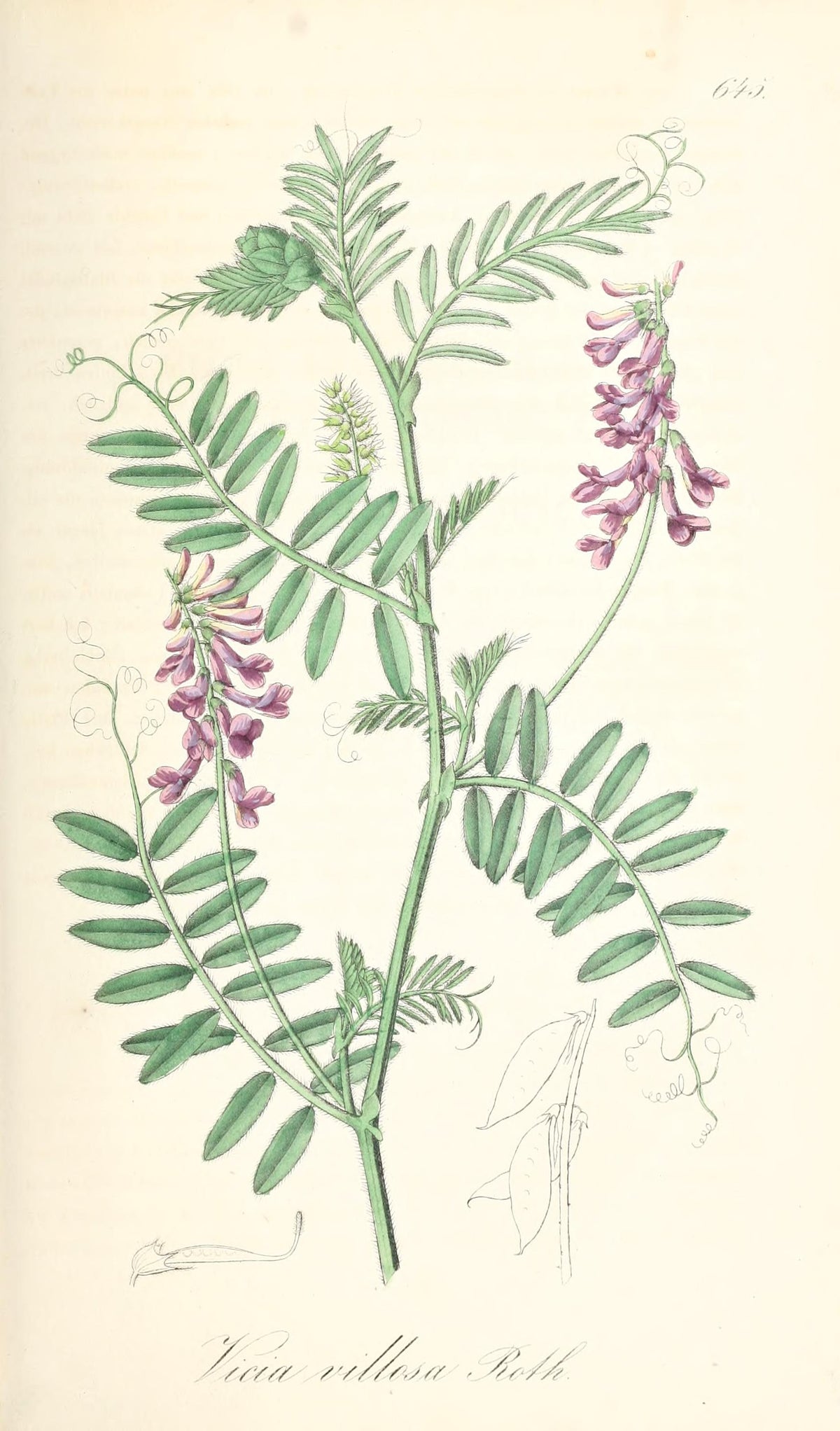 Sandvikke (Vicia villosa) i blomst. Foto: A. G. Dietrich (1795-1856), Public domain