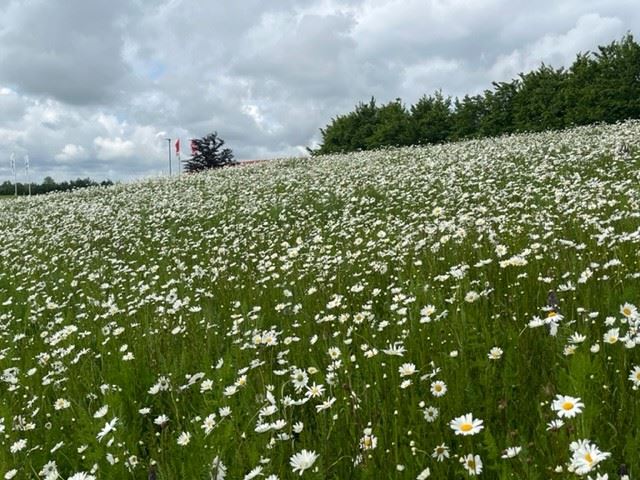 DSV Vildengblanding En & Flerårig, - 200 g