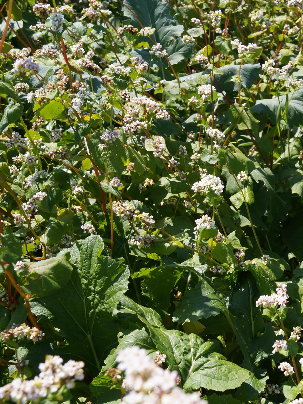 Helårsmix til hjortevildt, 5 kg — DLF