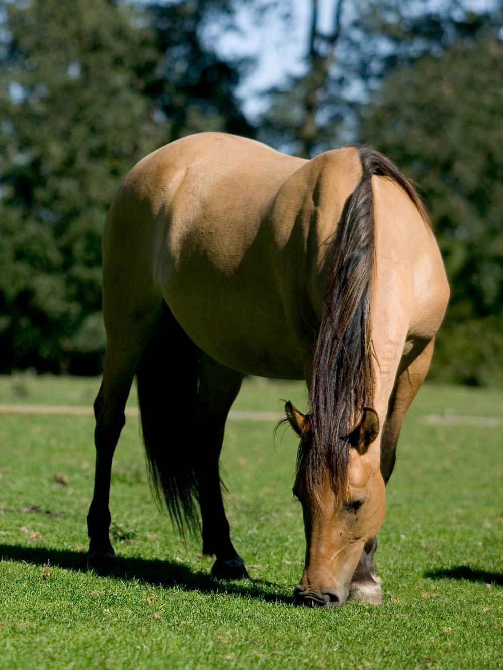 HorseMax FIBER Pronitro, 10 kg — DLF