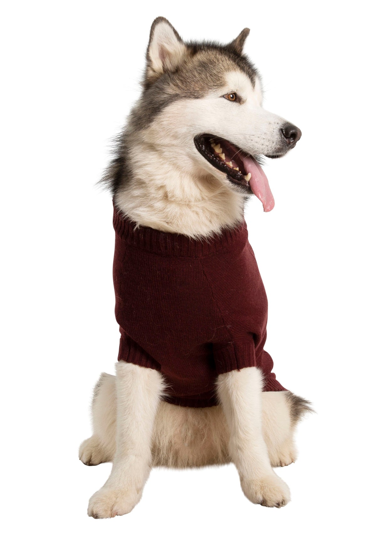 Snowhound - Merlot - Trespass