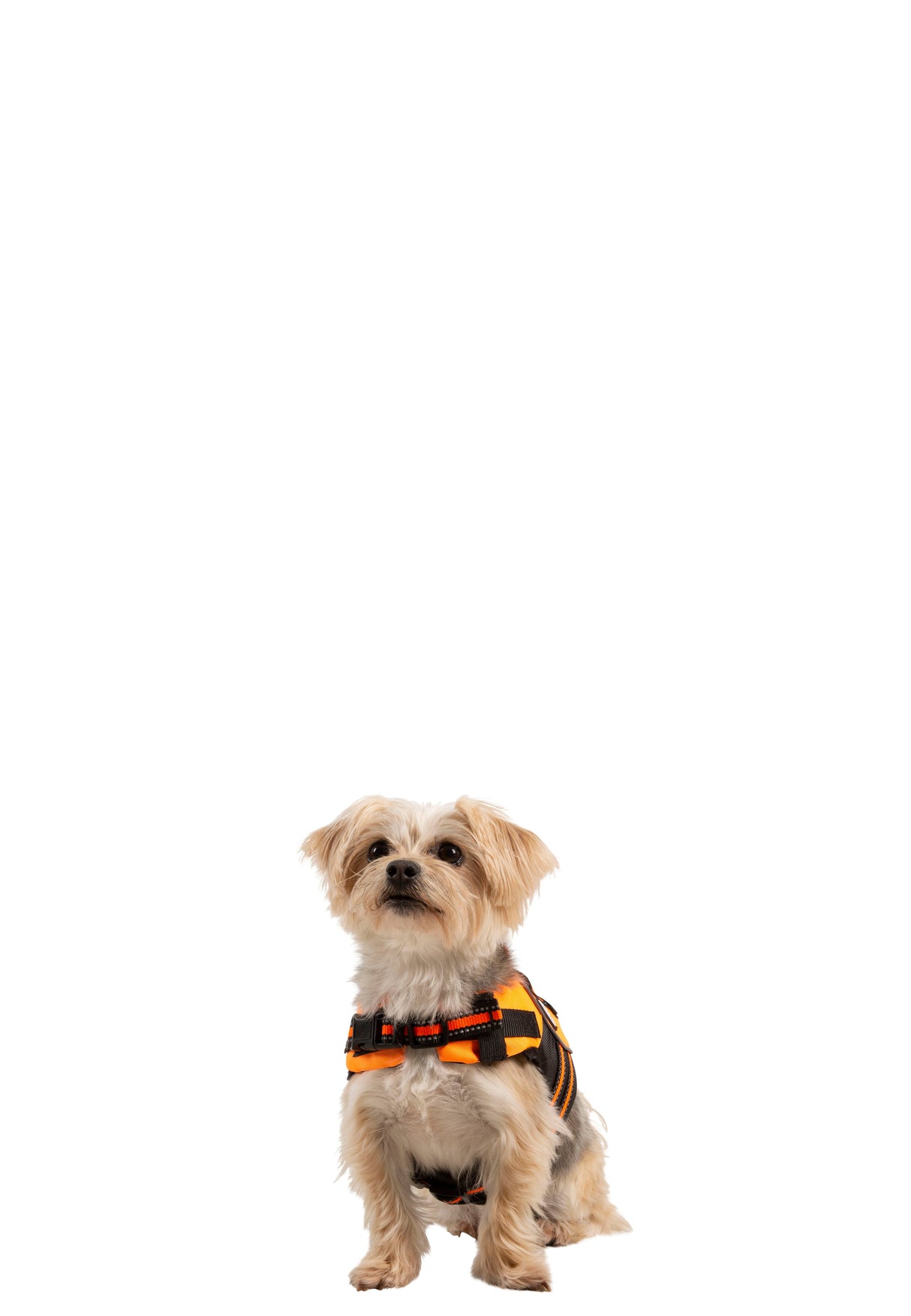 Surfdog - High Vis - Trespass