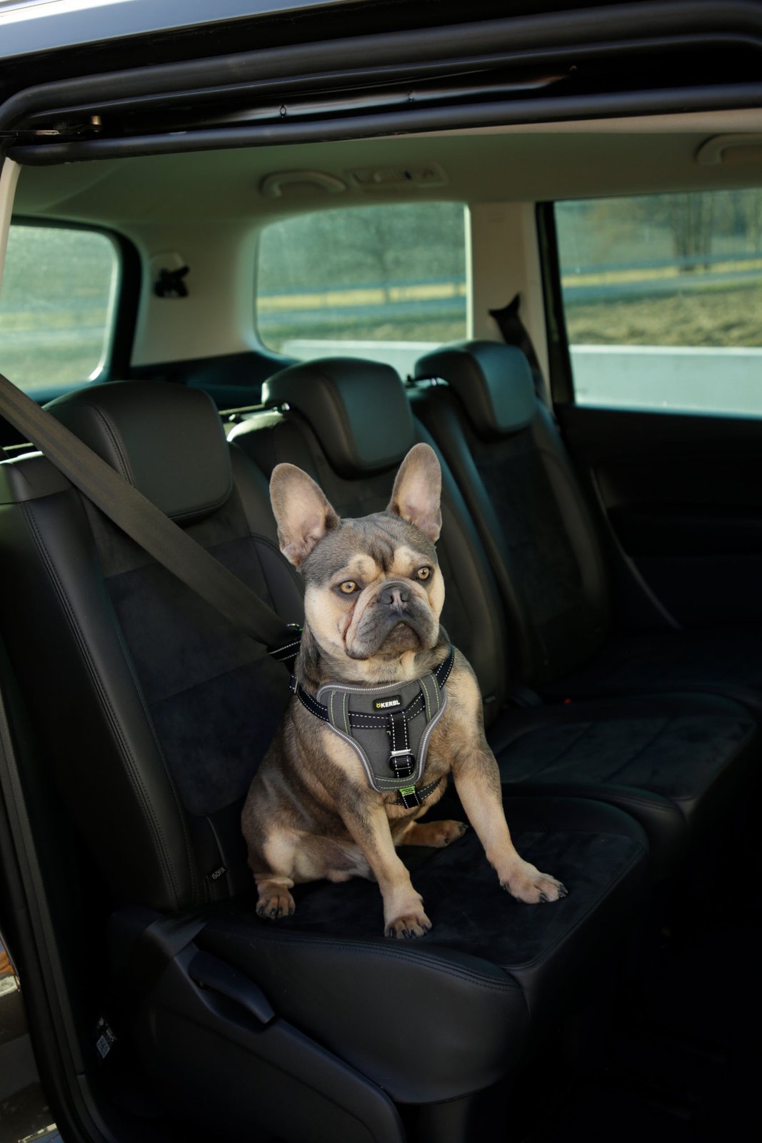 Hundsikkerhedssele til bilen - M