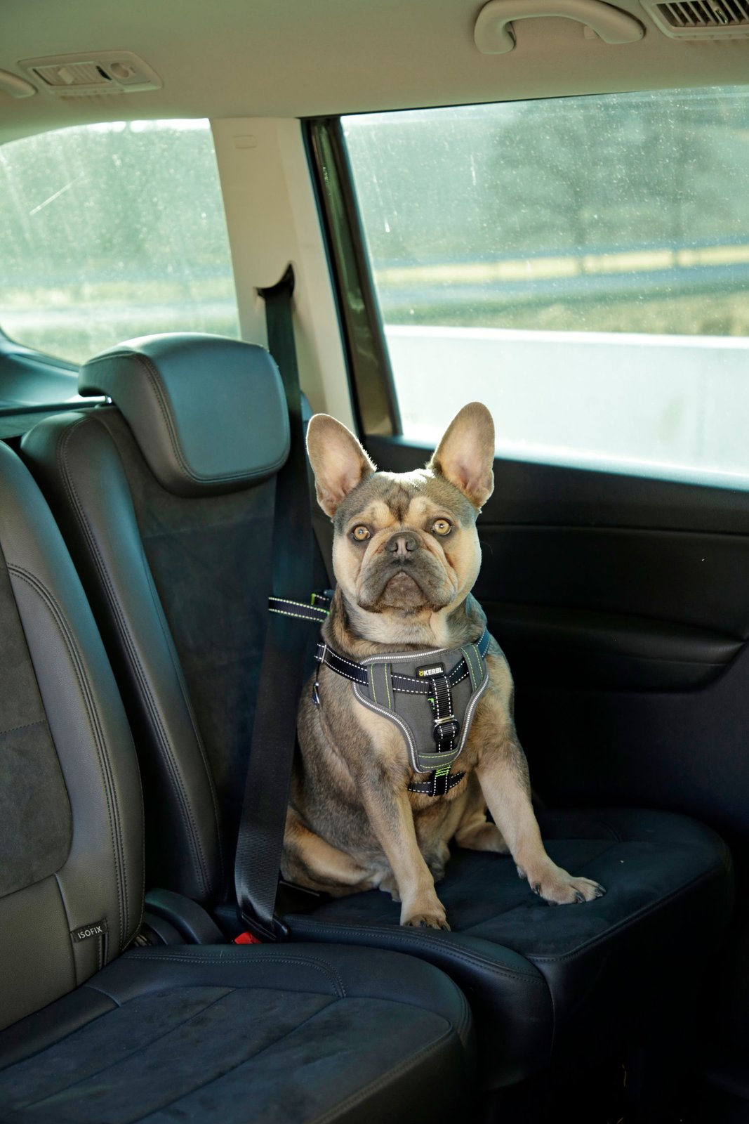 Hundsikkerhedssele til bilen - M