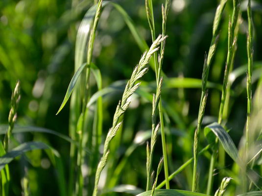 Westerwoldisk rajgræs Falladino, 10 kg 3