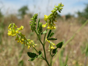 Stenkløver (Melilotus officinalis) i blomst. Foto: AnRo0002, CC0
