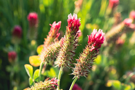 Blodkløver (Trifolium incarnatum) i blomst. Foto: Flocci Nivis, CC BY 4.0