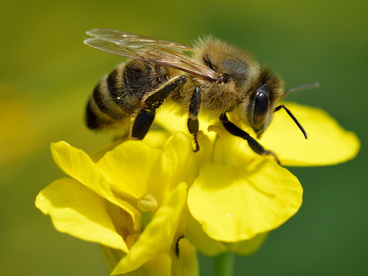 Foderraps (Brassica napus) i blomst. Foto: Ivar Leidus, CC BY-SA 4.0
