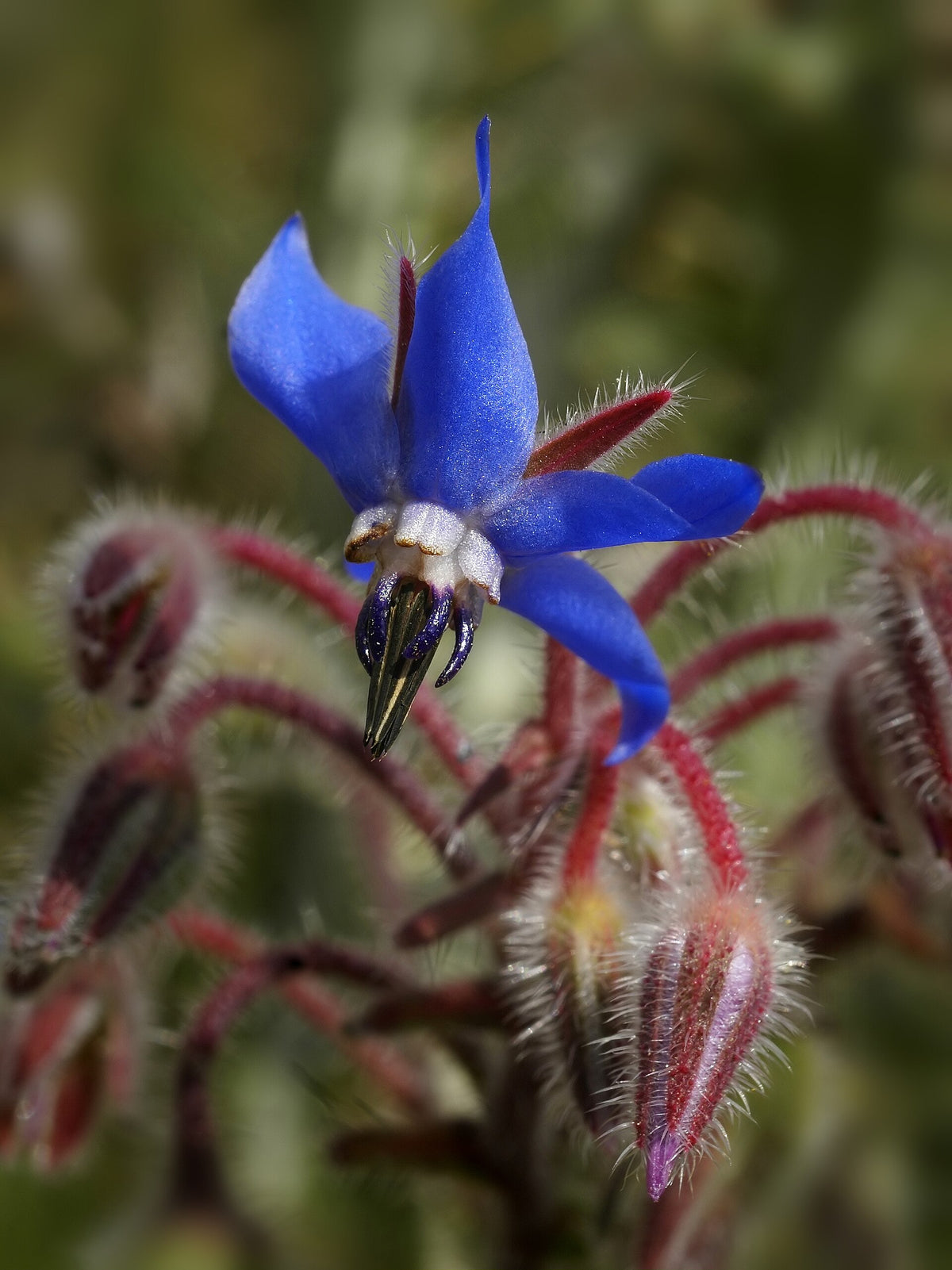 Hjulkrone (Borago officinalis) i blomst. Foto: Hans Hillewaert, CC BY-SA 3.0