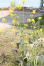 Brun sennep (Brassica juncea) i blomst. Foto: Dalgial, CC BY-SA 3.0
