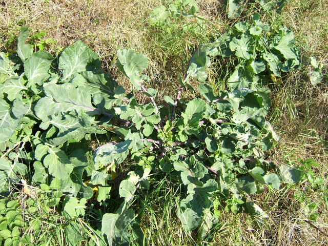 Fodermarvkål (Brassica oleracea) i blomst. Foto: MPF, CC BY 2.5
