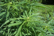 Hamp (Cannabis sativa) i blomst. Foto: Chmee2, CC BY 3.0