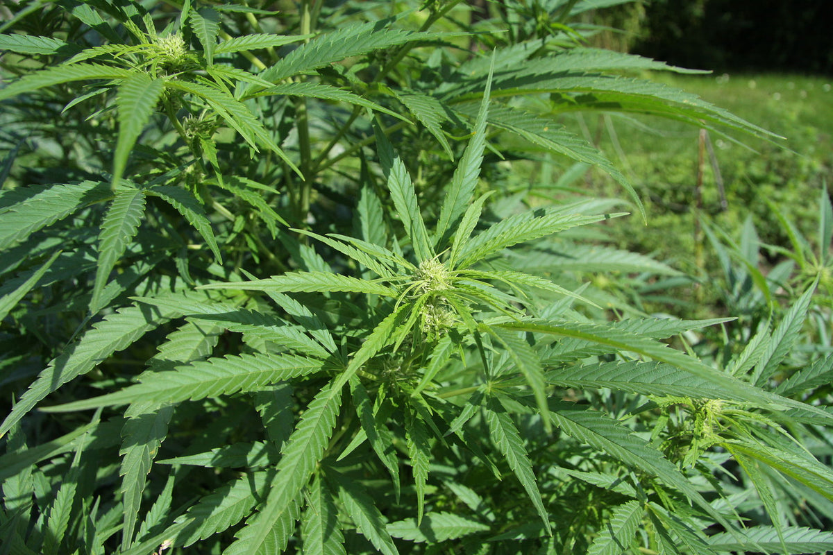 Hamp (Cannabis sativa) i blomst. Foto: Chmee2, CC BY 3.0