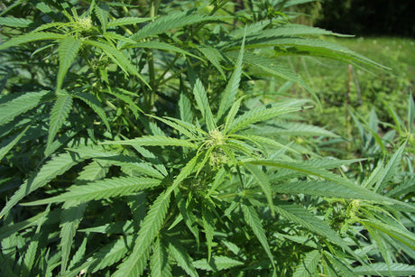 Hamp (Cannabis sativa) i blomst. Foto: Chmee2, CC BY 3.0