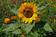 Solsikke (Helianthus annuus) i blomst. Foto: Jebulon, Public domain