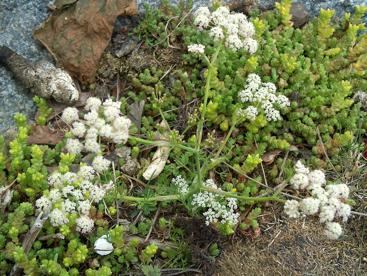 Kommen (Carum carvi) i blomst. Foto: Anneli Salo, CC BY-SA 3.0