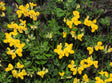 Kællingetand (Lotus corniculatus) i blomst. Foto: Robert Flogaus-Faust, CC BY 4.0