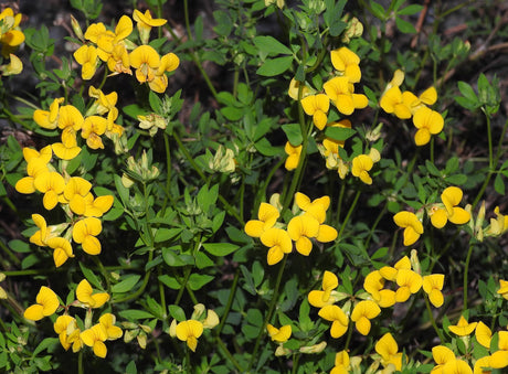 Kællingetand (Lotus corniculatus) i blomst. Foto: Robert Flogaus-Faust, CC BY 4.0