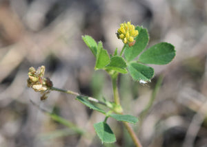 Sneglebælg (Medicago lupulina) i blomst. Foto: Krzysztof Ziarnek, Kenraiz, CC BY-SA 4.0