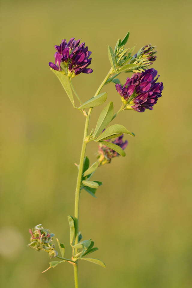 Lucerne (Medicago sativa) i blomst. Foto: Ivar Leidus, CC BY-SA 3.0