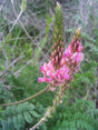 Esparsette (Onobrychis viciifolia) i blomst. Foto: javier martin, Public domain
