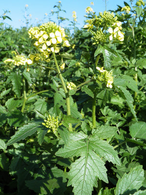 Gul sennep (Sinapis alba) i blomst. Foto: Ariel Palmon, CC BY-SA 3.0