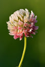 Alsikekløver (Trifolium hybridum) i blomst. Foto: Ivar Leidus, CC BY-SA 4.0