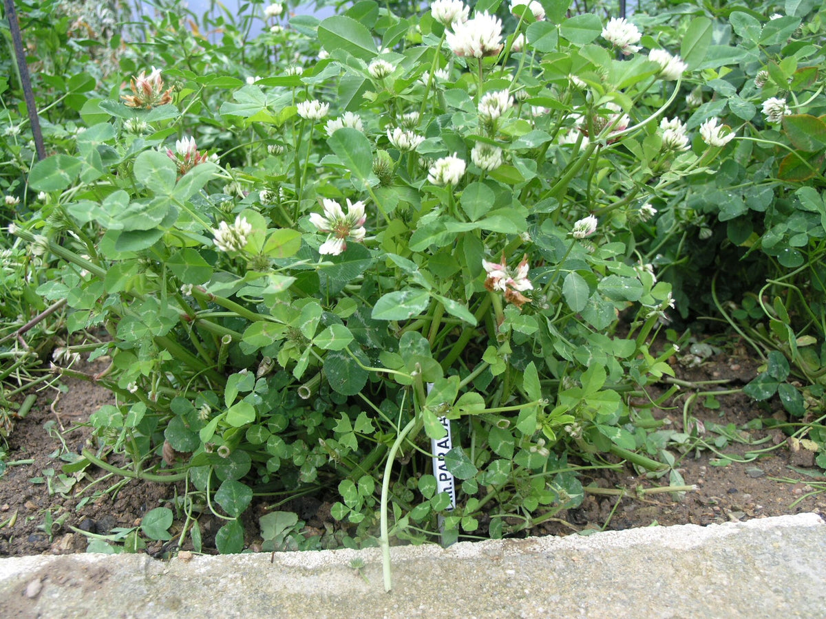 Balansa kløver (Trifolium michelianum) i blomst. Foto: Chernandez69, CC BY-SA 3.0