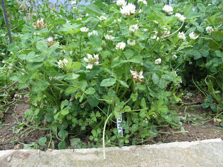 Balansa kløver (Trifolium michelianum) i blomst. Foto: Chernandez69, CC BY-SA 3.0