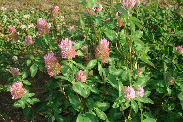 Rødkløver (Trifolium pratense) i blomst. Foto: Sanja565658, CC BY-SA 3.0