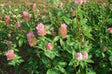 Rødkløver (Trifolium pratense) i blomst. Foto: Sanja565658, CC BY-SA 3.0