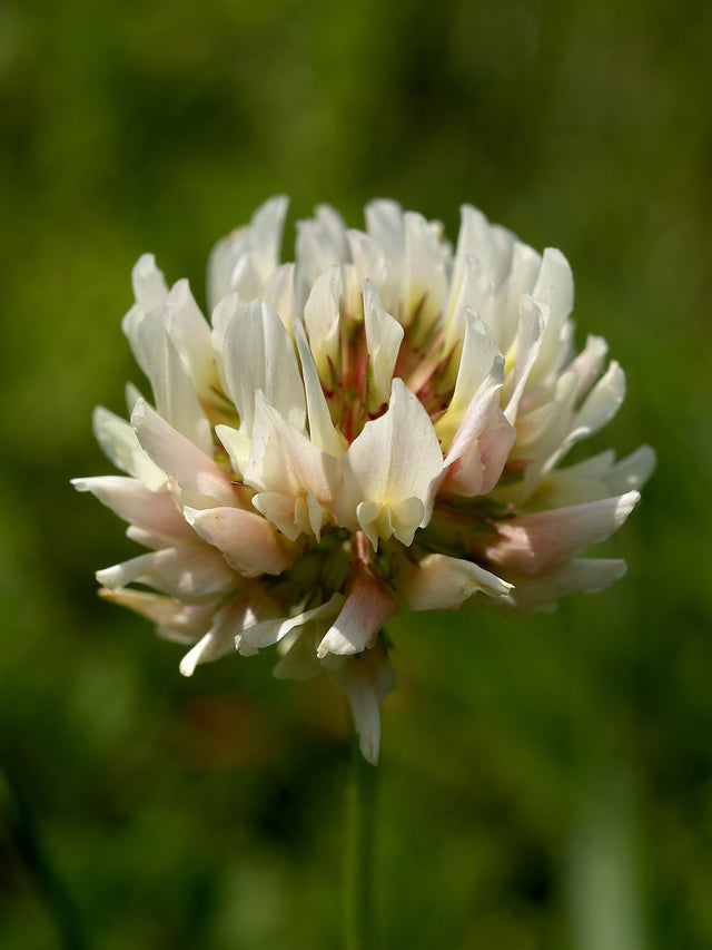 Hvidkløver (Trifolium repens) i blomst. Foto: Hans Hillewaert, CC BY-SA 3.0