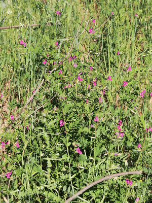 Fodervikke (Vicia sativa) i blomst. Foto: Luis Fernández García, CC BY-SA 4.0
