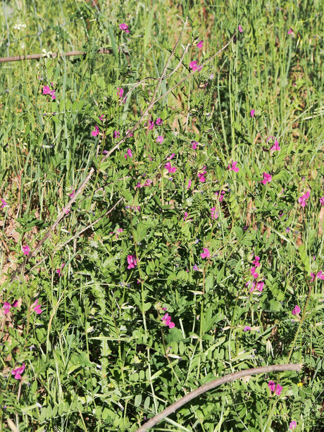 Fodervikke (Vicia sativa) i blomst. Foto: Luis Fernández García, CC BY-SA 4.0