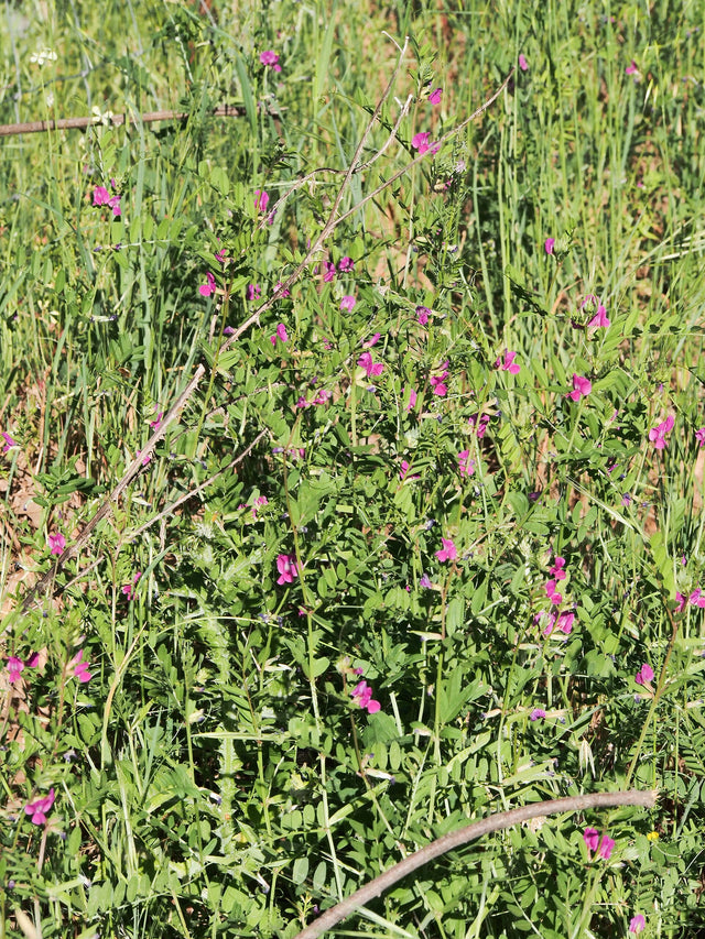 Fodervikke (Vicia sativa) i blomst. Foto: Luis Fernández García, CC BY-SA 4.0