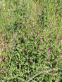 Fodervikke (Vicia sativa) i blomst. Foto: Luis Fernández García, CC BY-SA 4.0